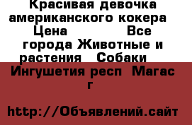 Красивая девочка американского кокера › Цена ­ 35 000 - Все города Животные и растения » Собаки   . Ингушетия респ.,Магас г.